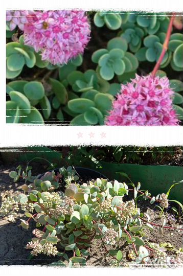 Саженцы многолетников