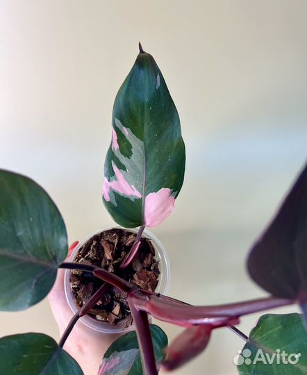 Филодендрон розовая, белая принцесса