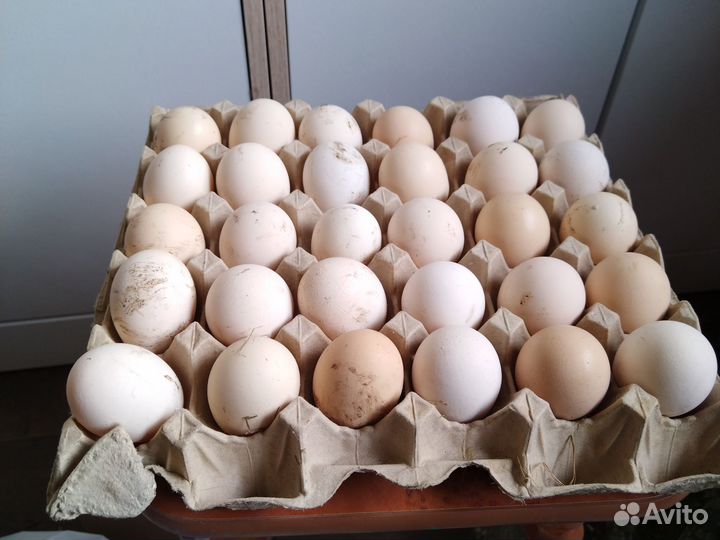 Яйцо инкубационное Адлерская серебристая