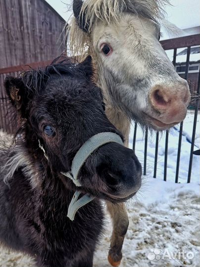 Мини лошадка