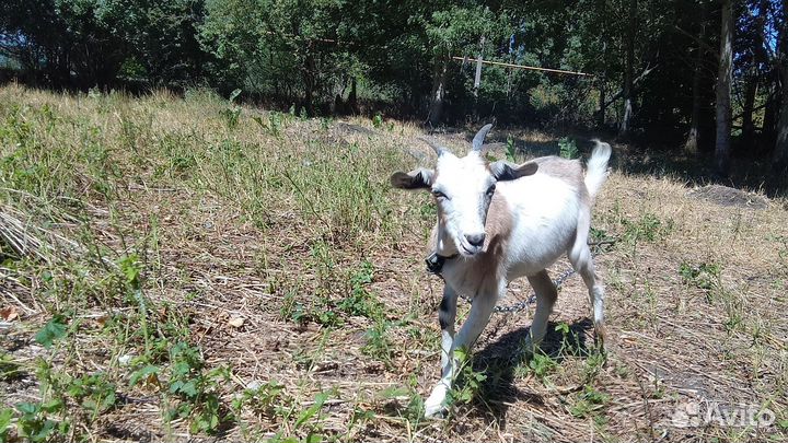 Продаются молодые Козы