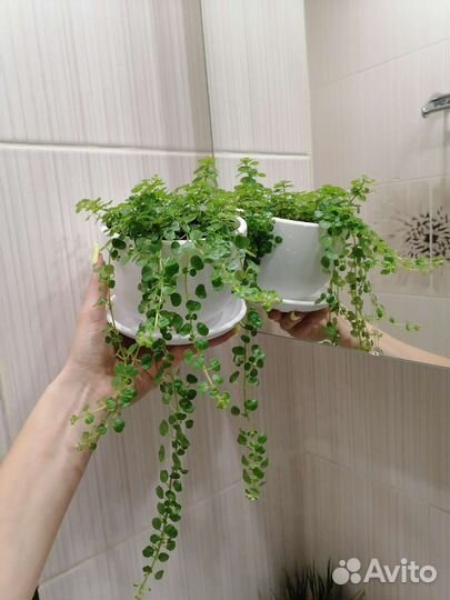 Пилея ампельная 