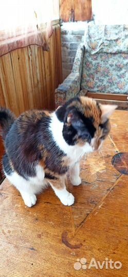 Кошечка Масяня, необычная расцветка