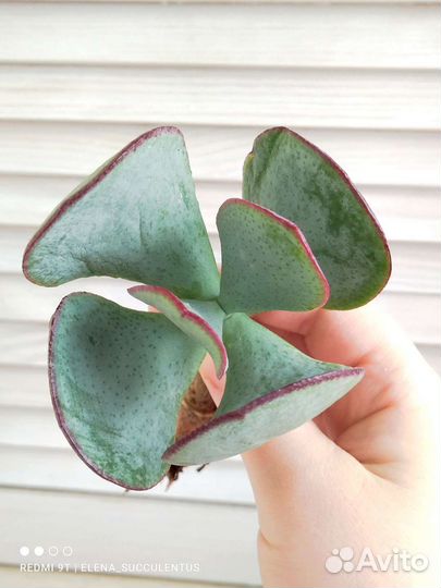 Крассулы сортовые