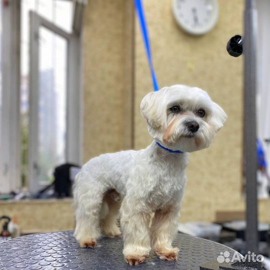 Грумер собак