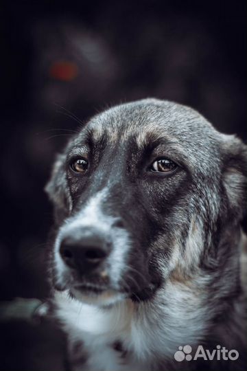 Тесса ищет дом