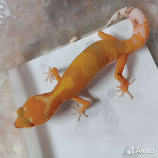 Геккон эублефар