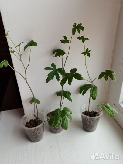 Пеларгонии Видовые редкие сорта