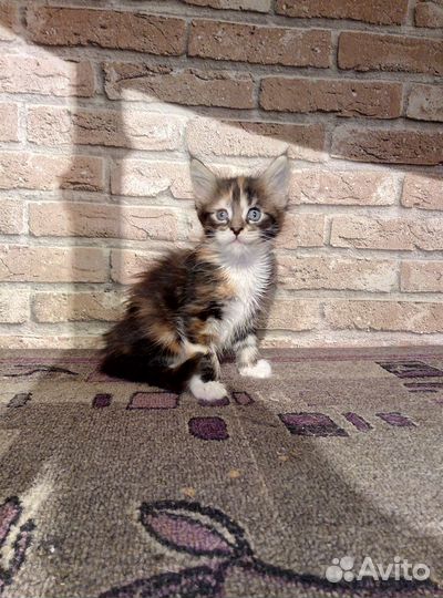 Кошечка куняшка