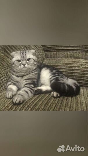 Вязка шотландского красавца