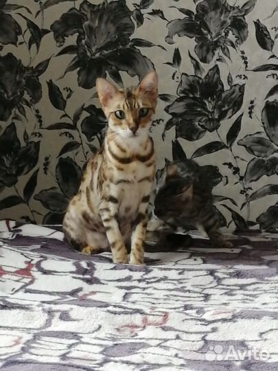 Бенгальская кошка
