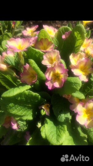 Садовые цветы Примула