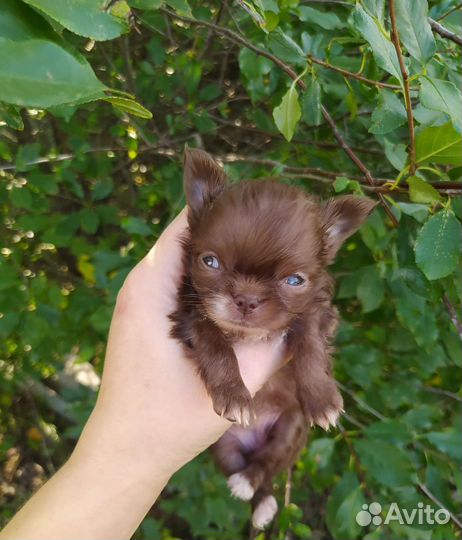 Чихуахуа мини девочка