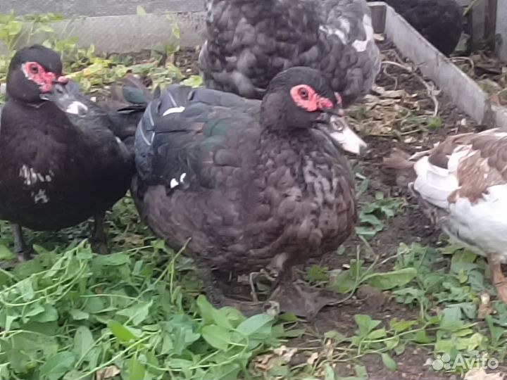 Мускусные утки