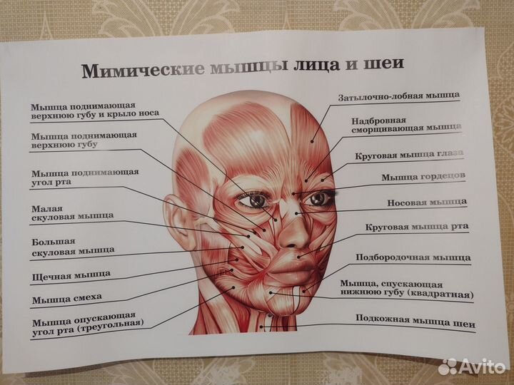 Книга анатомия неттера атлас раскраска и Плакаты
