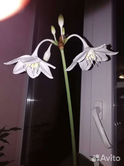 Лилия белоснежная комнатная-эухарис