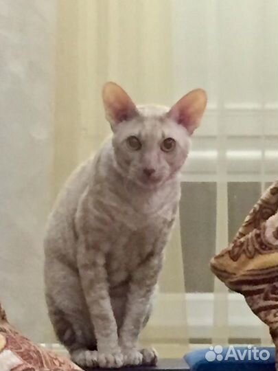 Корниш-рекс вязка