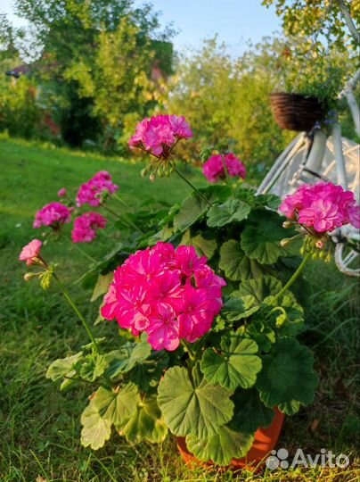 Пеларгония герань разные сорта