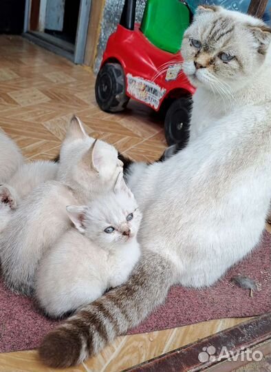 Котята-метисы в добрые руки