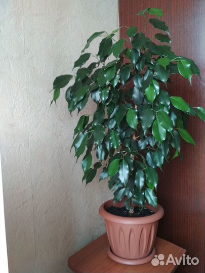 Фикус Бенджамин 90 см