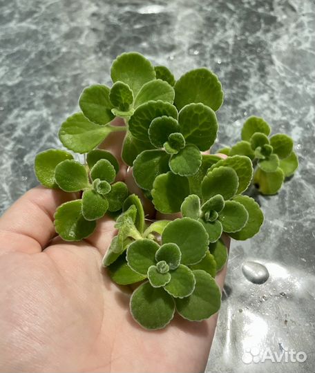 Плектрантус томентоза (комнатная мята)