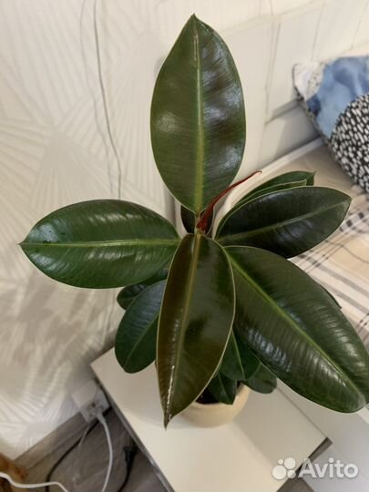 Фикус каучуконосный 55 см