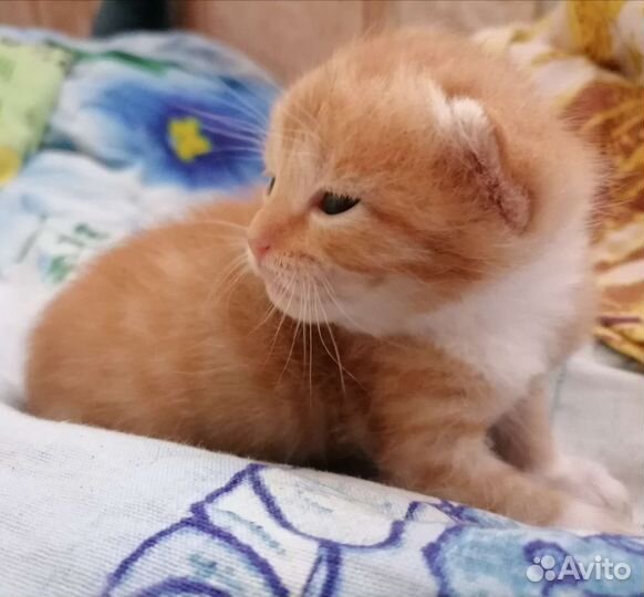 Рыжий котенок мальчик