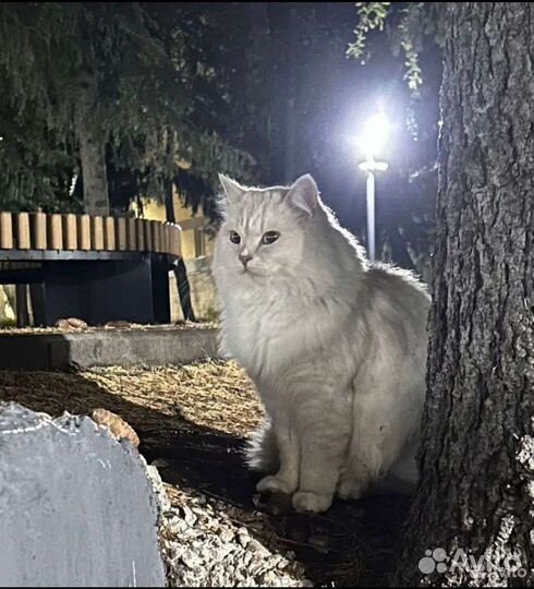 Котик в добрые руки