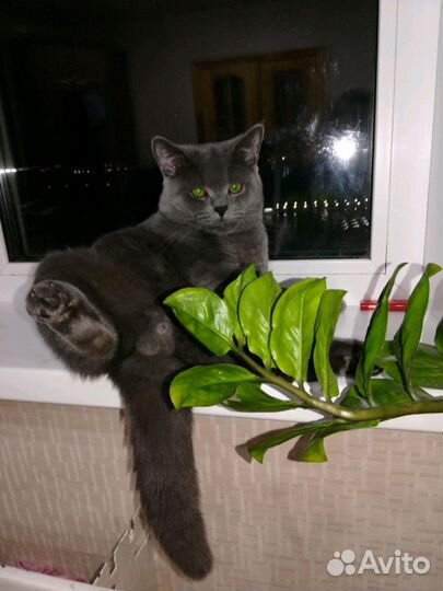 Британский кот, приглашает кошечку на вязку