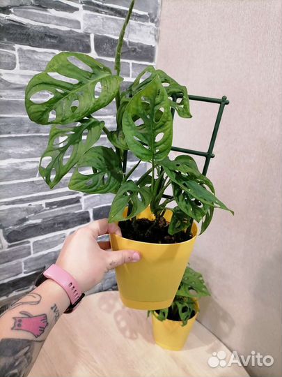 Монстера манки маск