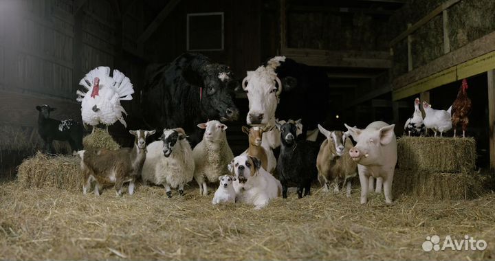 Продукты на корм животным. Мясо