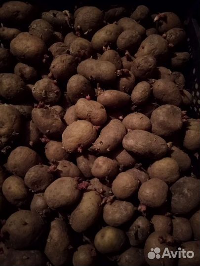 Семенной картофель