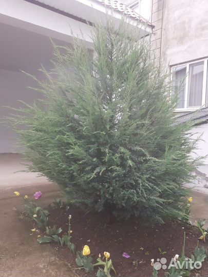 Продажа туи