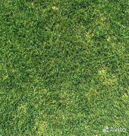 Рулонный газон, посевной газон