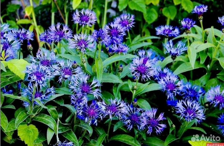 Цветы садовые