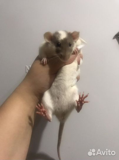 Крысы дамбо