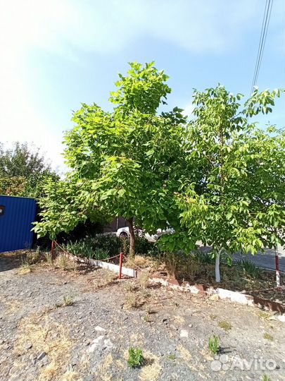 Катальпа большая