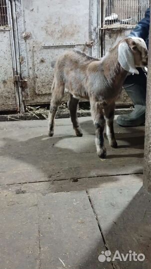 Англо нубийский козел