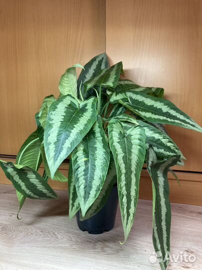 Шизматоглоттис