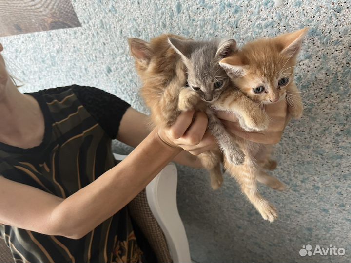 Котики