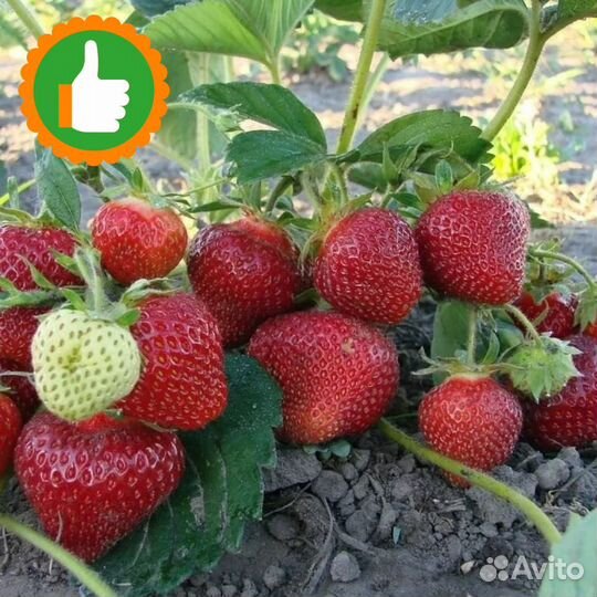 Саженцы земляника Хоней 5 шт