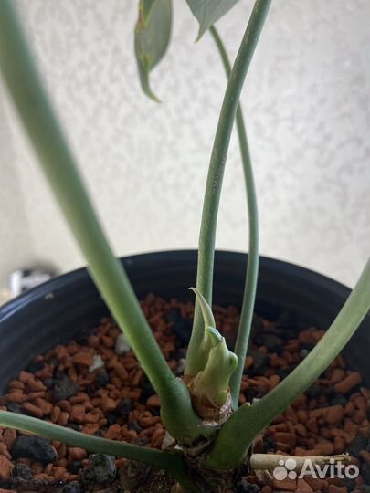 Филодендрон ринг оф файер и антуриум кларинервиум