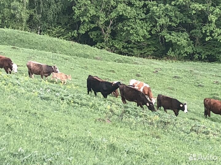 Коровы и телки