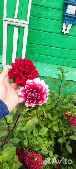 Георгины клубни