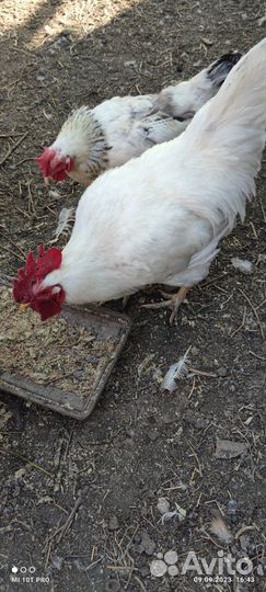 Молодые петухи