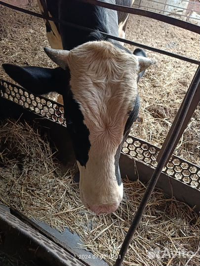 Быки живым весом