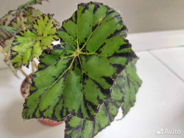 Бегония тигровая