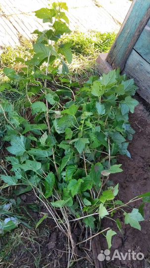 Малина ремонтантная молодые кустики