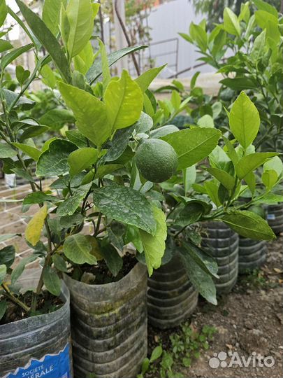 Лимон дерево привитый местный