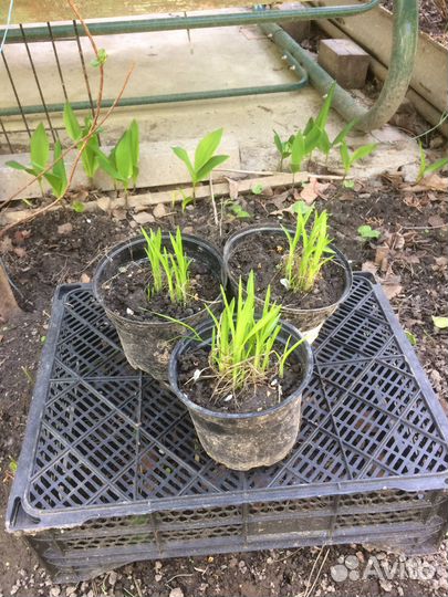 Дицентра, лиатрис и др